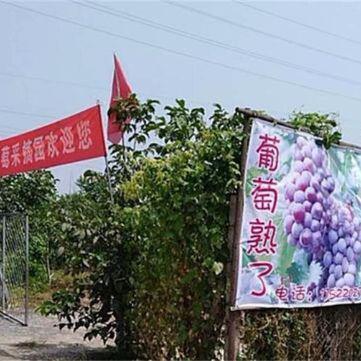 北京吴松文葡萄采摘园