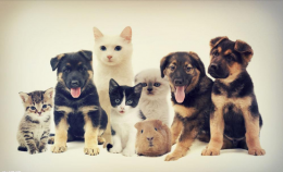 北京114商务服务|北京天天犬业诚信第一、长期为主.！