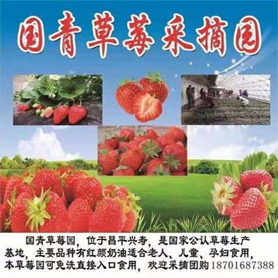 国青草莓采摘园