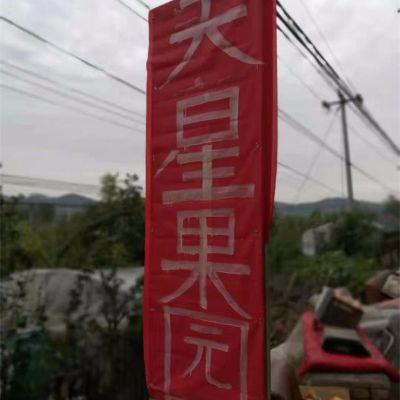 北京天星苹果采摘园
