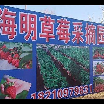 北京通州宋庄海明草莓采摘园
