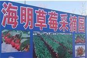 通州宋庄海明草莓采摘园|通州草莓哪家好？