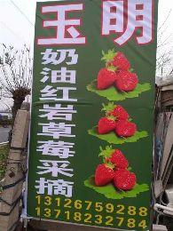 北京玉明草莓采摘园|通州草莓采摘哪家好？