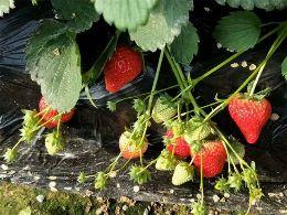 昌平草莓采摘哪家好？