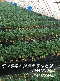 通州宋庄可心草莓采摘园|宋庄草莓哪家好？