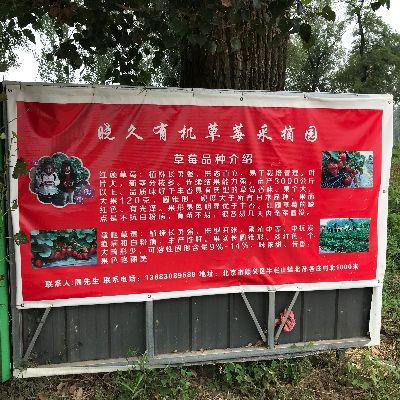 北京晓久草莓园-晓久农庄 