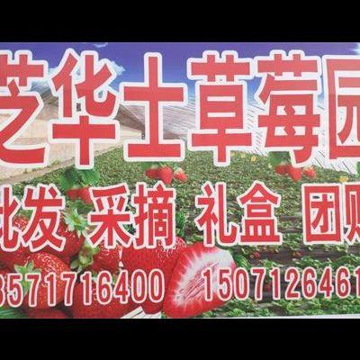 北京昌平芝华士草莓采摘园