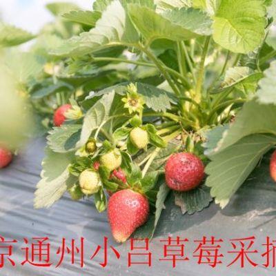 通州区东田阳村小吕草莓园