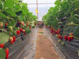 北京采摘农家院_通州采摘哪家好-北京草莓采摘哪家好_通州宋庄草莓采摘哪家好