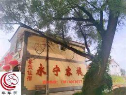 北京延庆永宁年年风味特色鲟鱼宴八八席|延庆特色鲟鱼宴|延庆八八席|延庆美食哪家好