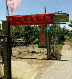 北京通州西集宝华樱桃采摘园|北京通州樱桃采摘园|北京采摘园|北京樱桃采摘哪家好