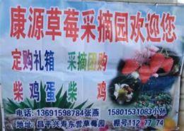 北京昌平草莓采摘推荐-平草莓采摘哪家好？-北京昌平康源草莓采摘园