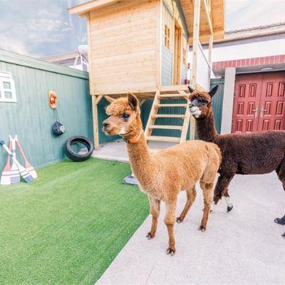 北京密云水库驼驼家民宿