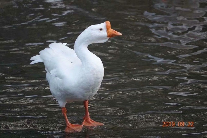 1603248141881840.jpg psc (37).jpg