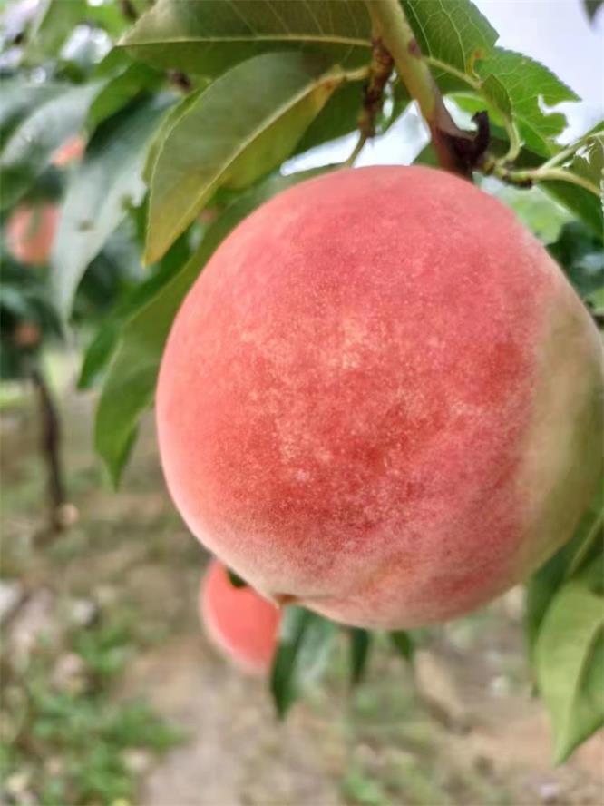 1638160360956499.jpg psc (1).jpg